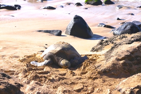 turtle　beach