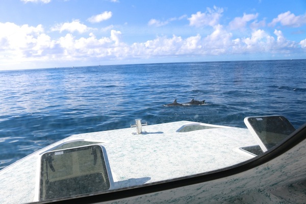 dolphins in waikiki