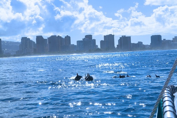 dolphins in waikiki2