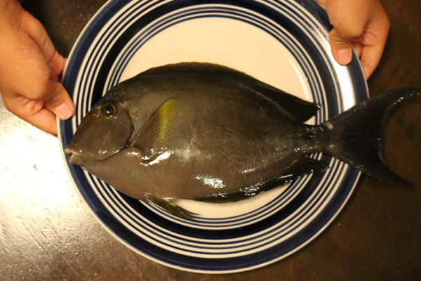 Yellowfin Surgeonfish・ハワイ名Pualu、日本名クロハギ