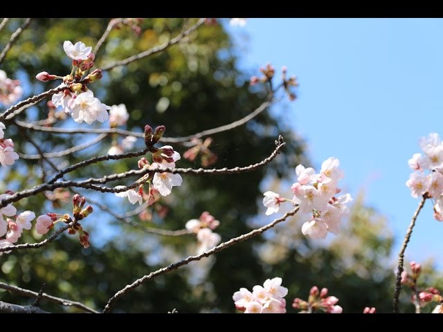 YouTube動画 DbvWZkaVfQo のサムネイル